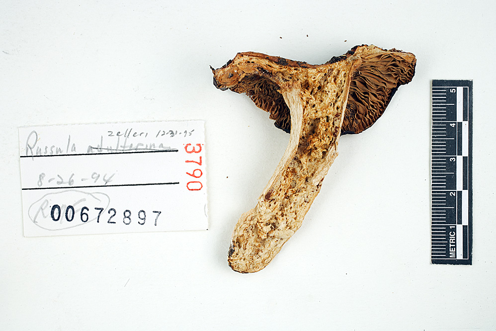 Russula zelleri image
