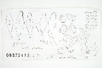 Inocybe prominens image