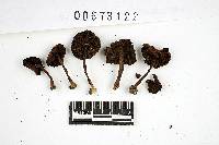 Thumbnail image of current specimen