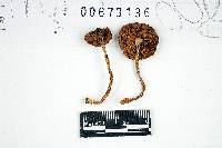 Inocybe lacera image