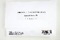 Inocybe lacera image