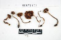 Inocybe lacera image