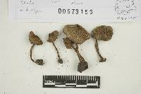 Thumbnail image of current specimen