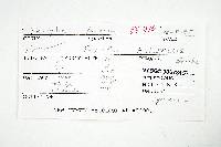 Inocybe lacera image