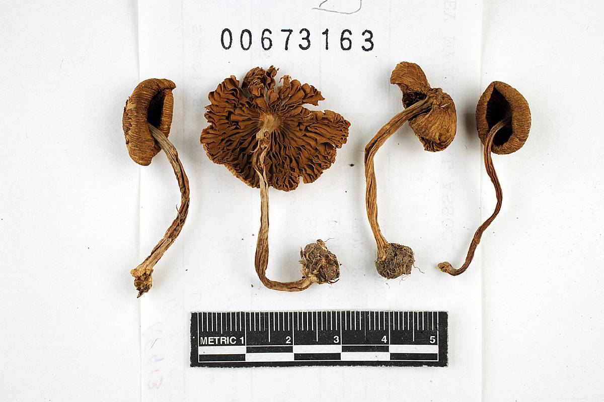 Inocybe decemgibbosa image