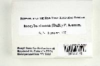 Thumbnail image of current specimen