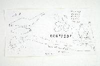 Inocybe ventricosa image