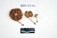 Inocybe rimosa image