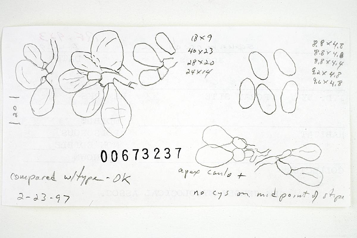 Inocybe squamosodisca image