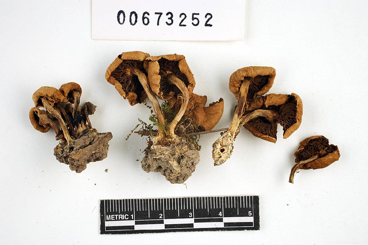 Inocybe squamosodisca image