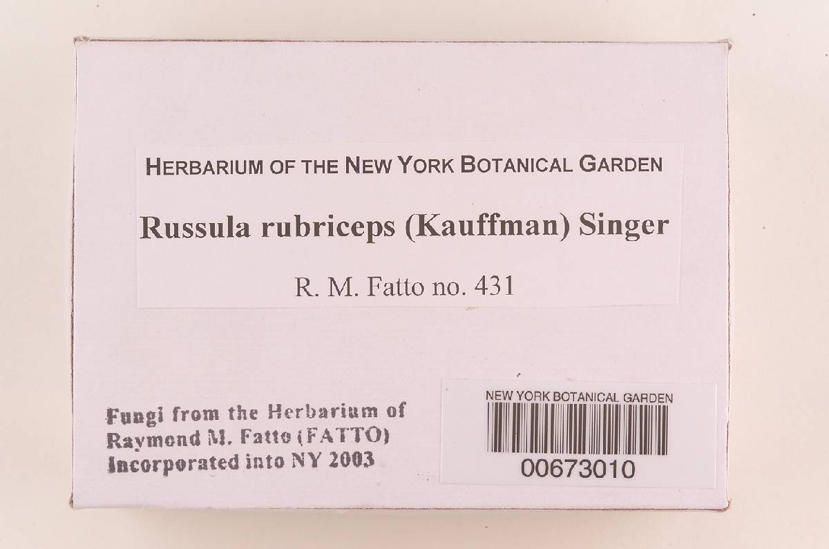 Russula rubriceps image