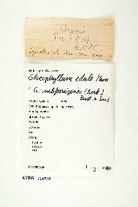 Gloeophyllum subferrugineum image