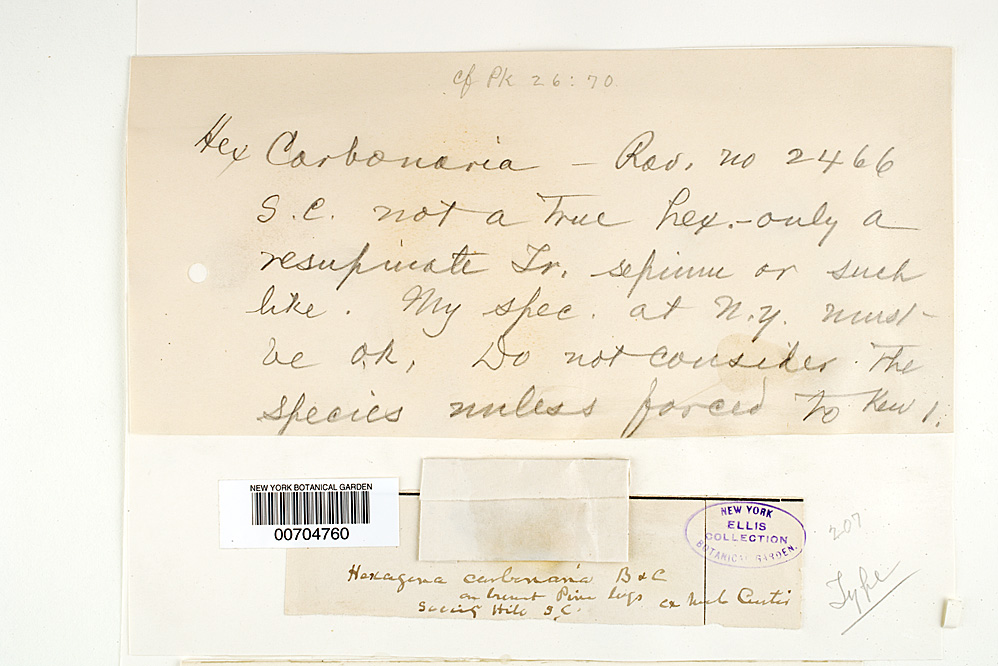 Gloeophyllum carbonarium image