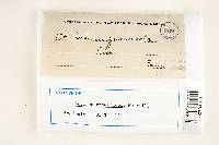 Lentinus graminicola image