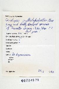 Coriolus pallidofulvellus image