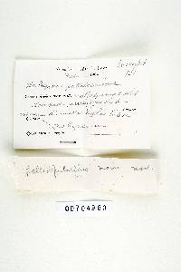 Coriolus pallidofulvellus image