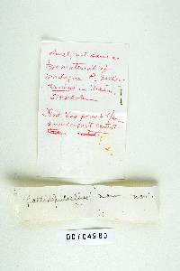 Coriolus pallidofulvellus image