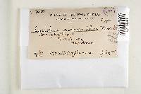 Trametes modesta image