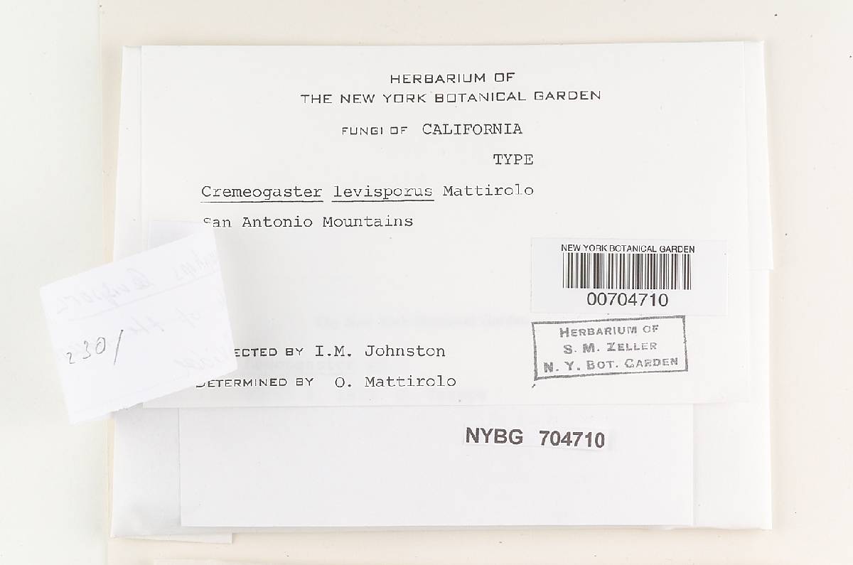 Leucophleps levispora image