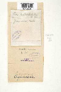 Trametes modesta image