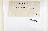 Thumbnail image of current specimen