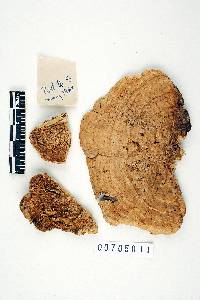 Thumbnail image of current specimen