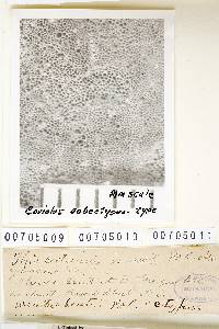 Thumbnail image of current specimen