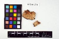 Dichomitus squalens image