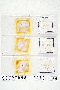 Cyphella subcyanea image