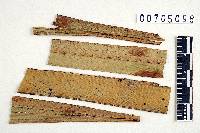 Cyphella subcyanea image