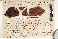 Thumbnail image of current specimen