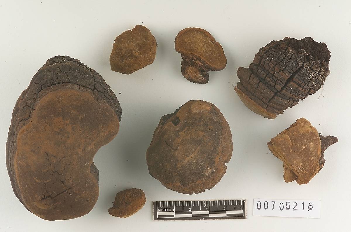 Phellinus coffeatoporus image