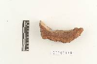 Ganoderma chalceum image