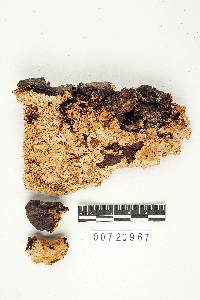 Earliella scabrosa image