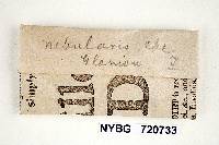 Trichaptum sector image