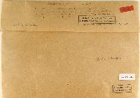 Melanogaster macrocarpus image