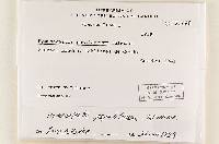 Hymenogaster populetorum image