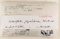 Hymenogaster populetorum image