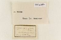 Hymenogaster sulcatus image