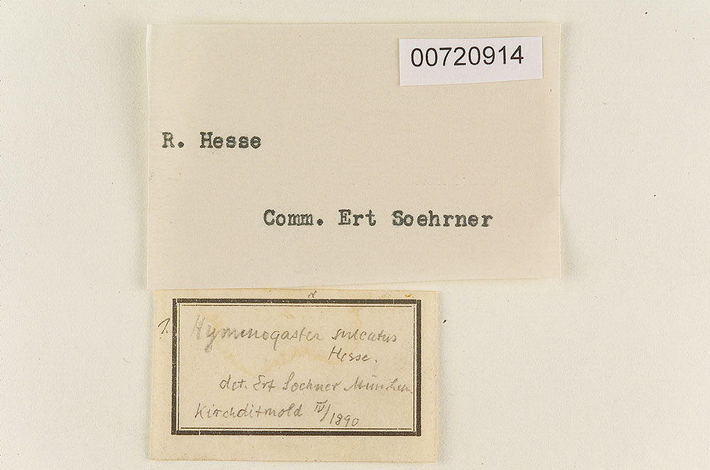 Hymenogaster sulcatus image