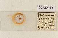 Hymenogaster sulcatus image