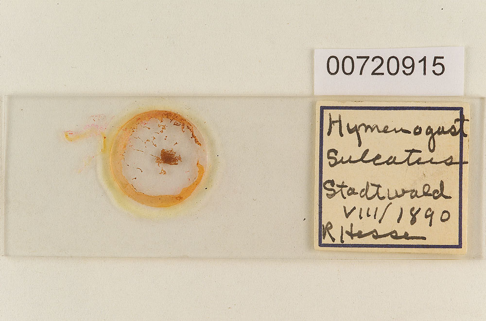 Hymenogaster sulcatus image