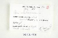 Pachykytospora alabamae image