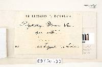 Trametes menziesii image