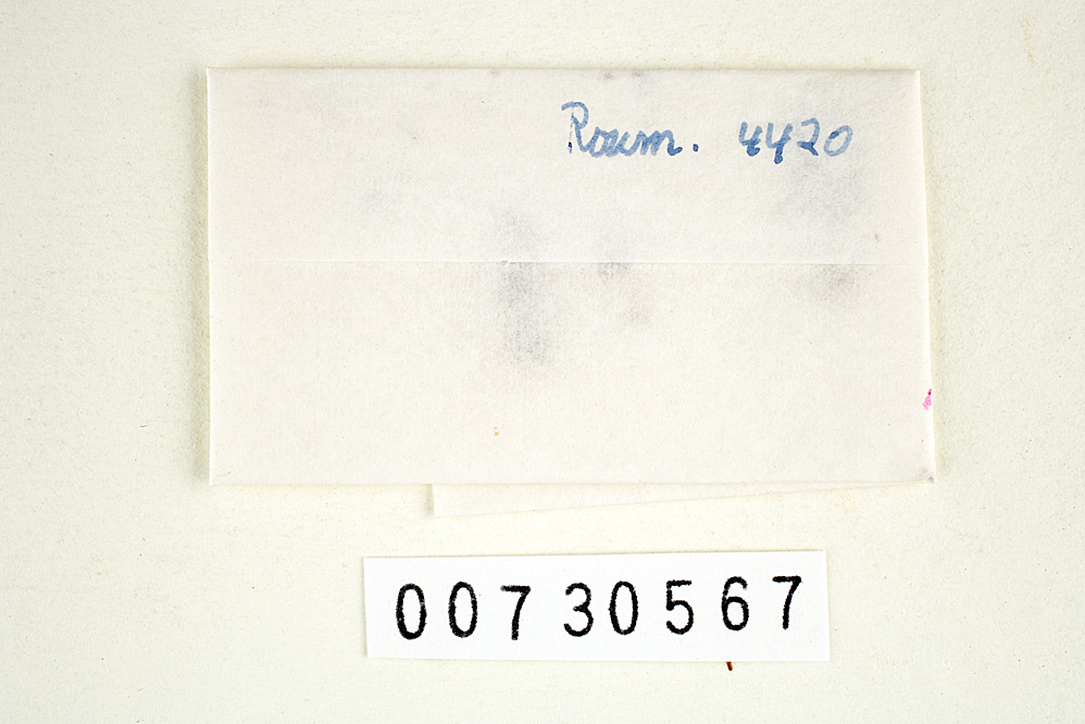 Polyporus ceciliae image