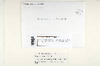 Trametes modesta image