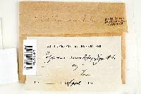 Trametes menziesii image