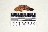 Trametes menziesii image