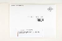 Polyporus crispellus image