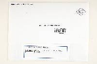 Polyporus crispellus image